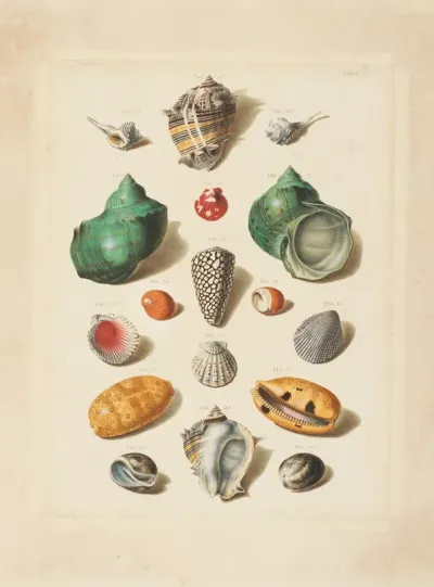 Plate V From Choix De Coquillages Et De Crustaces