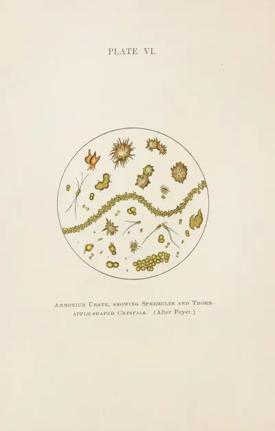 Plate Vi Ammonium Urate Showing Spherules And Thorn Apple Shaped Crystals