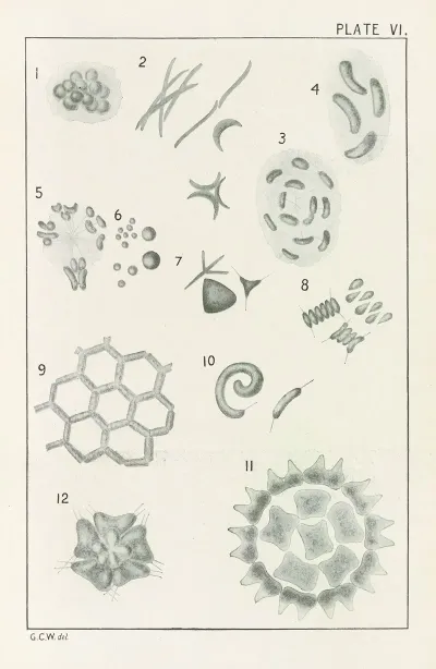 Plate Vi Chlorophyceae