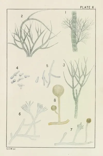 Plate X Chlorophyceae And Fungi