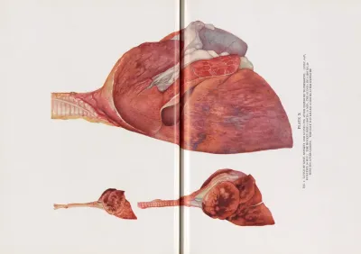 Plate X Fig 1 Lungs Of Goat Monkey And Guinea Pig After Exposure To Phosgene