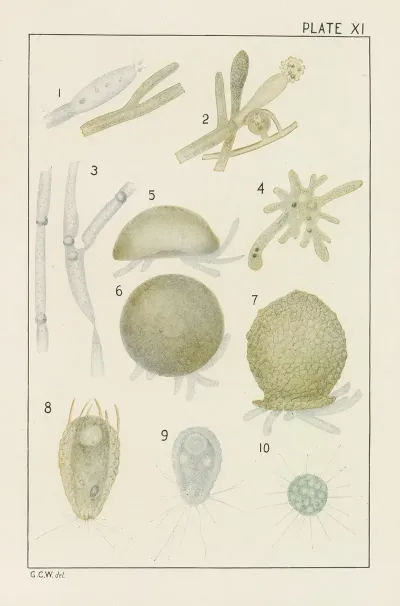 Plate Xi Fungi And Protozoa