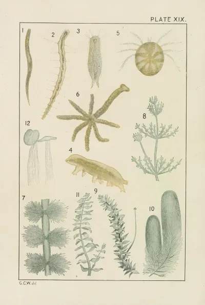 Plate Xix Miscellaneous