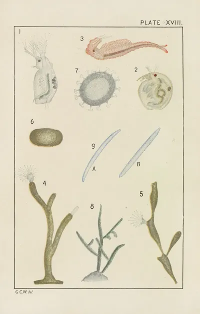 Plate Xviii Crustacea Bryozoa And Spongidae