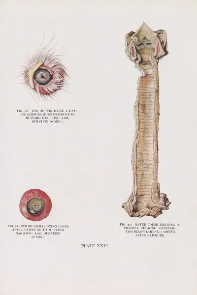 Plate Xxvi Fig 22 Eye Of Dog Dying 4 Days And 21 Hours After Exposure To Mustard Gas Fig 23 Eye Of Animal Dying 7 Days After Exposure To Mustard Gas Fig 24 Water Color Drawing Of Trachea S