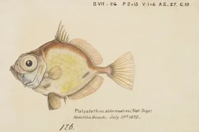 Platystethus Abbrevatus