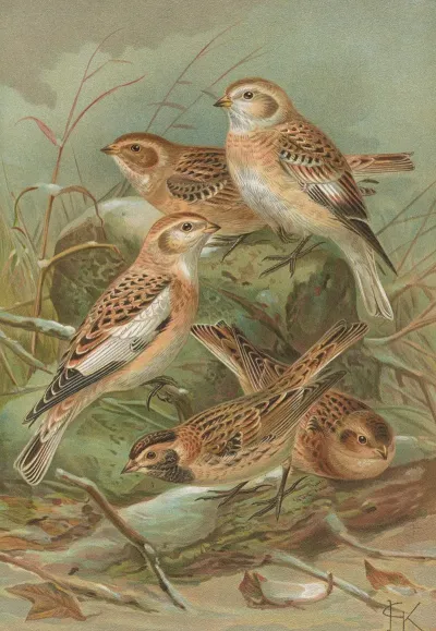 Plectrophenax Nivalis Calcarius Lapponicus