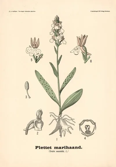 Plettet Marihaand Orchis Maculata L