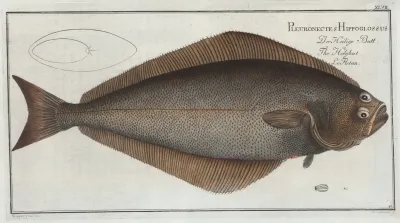 Pleuronectes Hippoglossus The Holybut