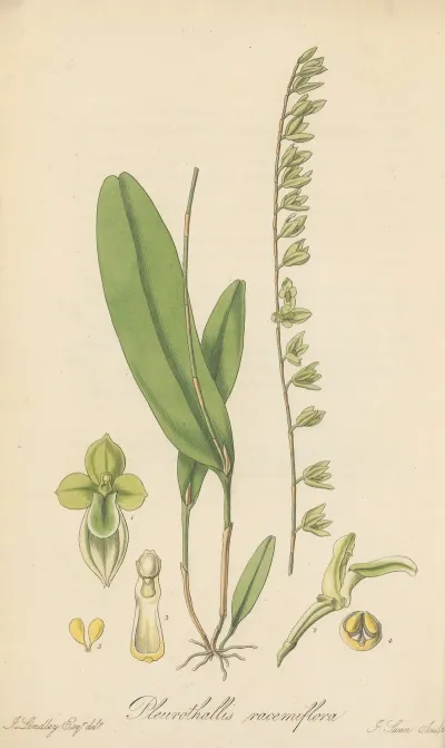 Pleurothallis Racemiflora