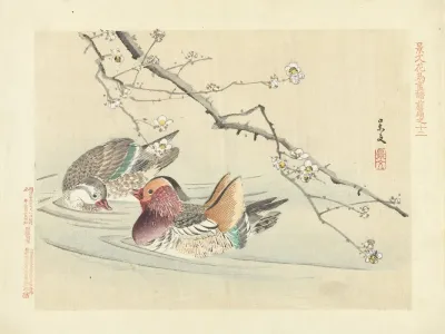 Plum And Mandarin Duck