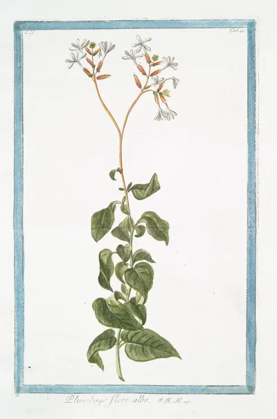 Plumbago Flore Albo Leadwort Skyflower