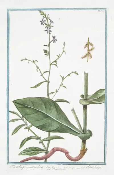 Plumbago Quorandam Dantelaire Carinella Leadwor Skyflower