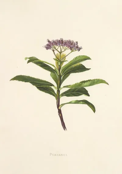 Poahanui