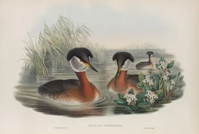 Podiceps Rubricollis Red Necked Grebe
