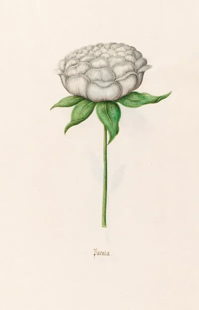 Poeonia Peony