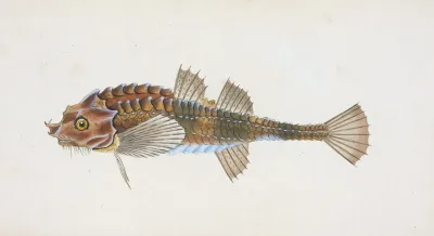 Pogge Cottus Cataphractus