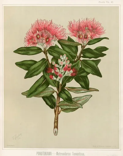 Pohutukawa Metrosideros Tomentosa Plate 37