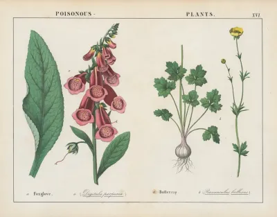 Poisonous Plants Foxglove Buttercup