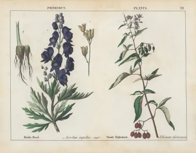 Poisonous Plants Monks Hood Woody Nightshade