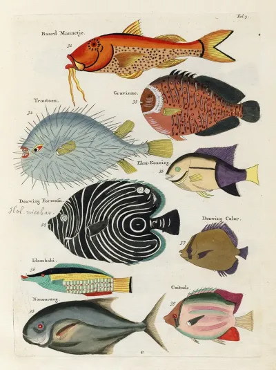 Poissons Ecrevisses Et Crabes De Diverses Couleurs Et Figures Extraordinaires Pl 005