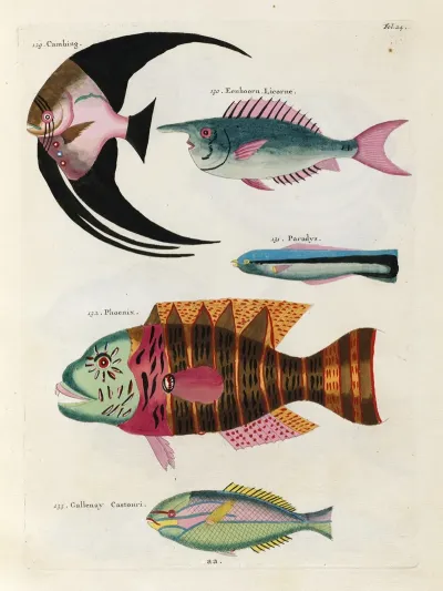 Poissons Ecrevisses Et Crabes De Diverses Couleurs Et Figures Extraordinaires Pl 024