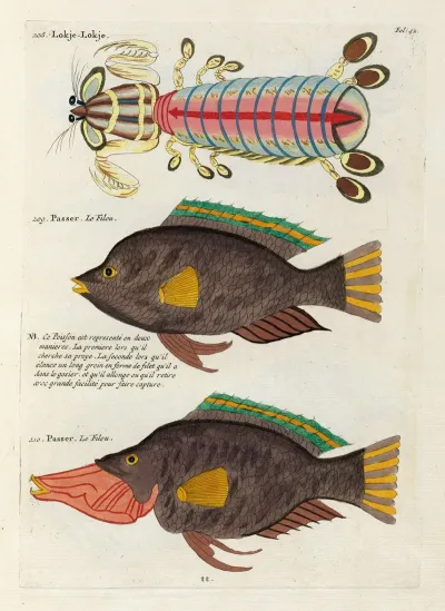 Poissons Ecrevisses Et Crabes De Diverses Couleurs Et Figures Extraordinaires Pl 042