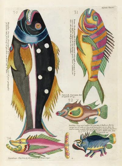 Poissons Ecrevisses Et Crabes De Diverses Couleurs Et Figures Extraordinaires Pl 050