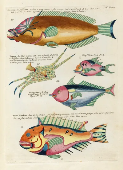 Poissons Ecrevisses Et Crabes De Diverses Couleurs Et Figures Extraordinaires Pl 056