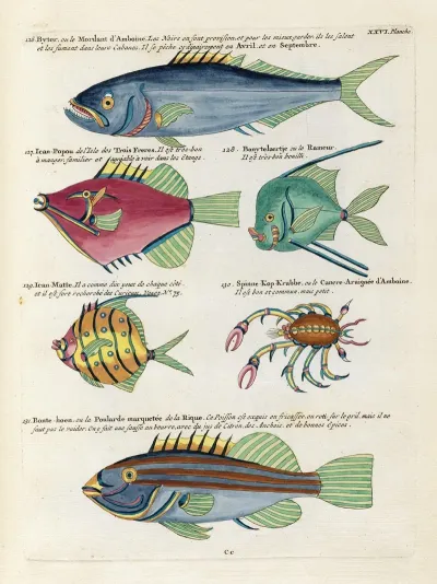 Poissons Ecrevisses Et Crabes De Diverses Couleurs Et Figures Extraordinaires Pl 069