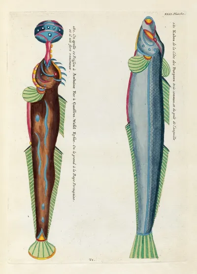 Poissons Ecrevisses Et Crabes De Diverses Couleurs Et Figures Extraordinaires Pl 085