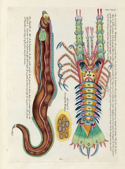Poissons Ecrevisses Et Crabes De Diverses Couleurs Et Figures Extraordinaires Pl 088