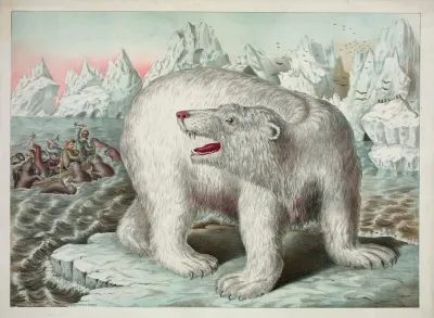 Polar Bear 2