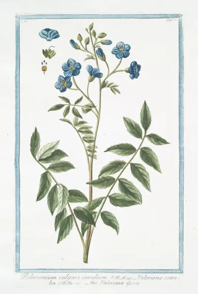 Polemonium Vulgare Coeruleum Valeriana Coerulea Valeriana Greca Jacobs Ladder