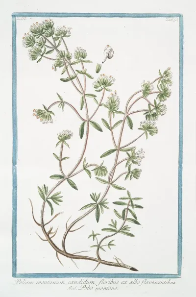 Polium Montanum Candidum Floribus Ex Albo Flavescentibus Polio Montano Poly Mountain Mountain Germander