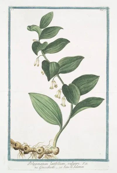 Polygonatum Latifolium Vulgare Gompccjoettp Seau De Salomon Solomons Seal