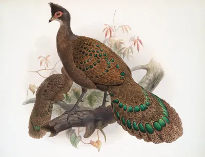 Polyplectron Bicalcaratum 2
