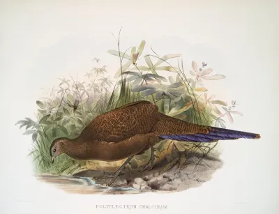 Polyplectron Chalcurum 2