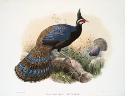 Polyplectron Emphanum 2
