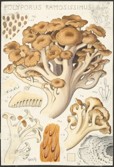 Polyporus Ramosissimus Schff 2