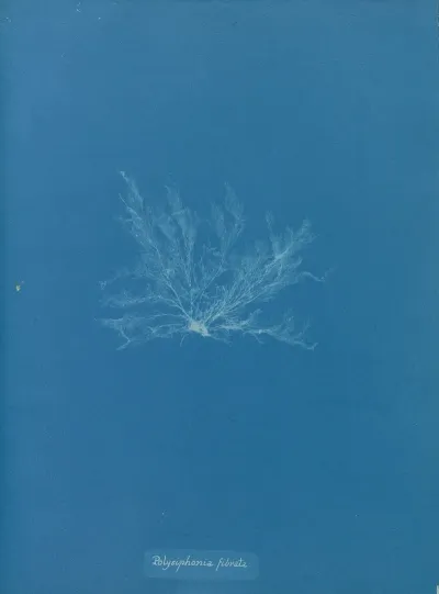 Polysiphonia Fibrata