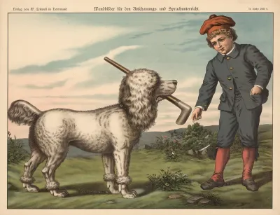 Poodle 6