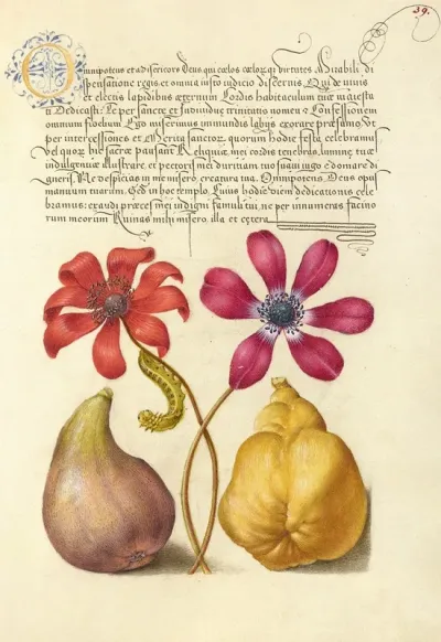 Poppy Anemones Caterpillar Fig And Quince
