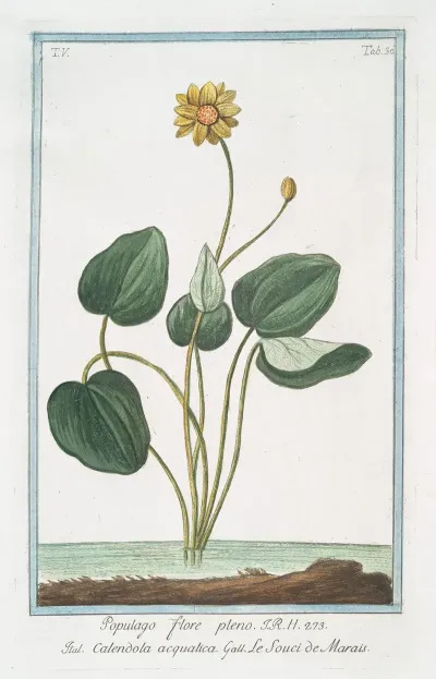 Populago Flore Pleno Calendola Acquatica Le Souci De Marais Marsh Marigold