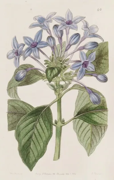Porcelain Blue Hindsia