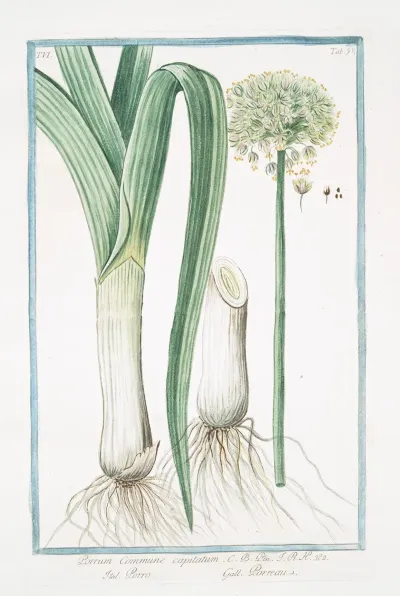 Porrum Commune Capitatum Porro Porreau Leek
