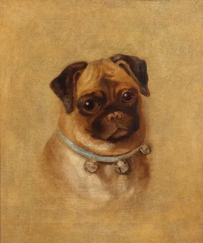 Portrait Of A Pug