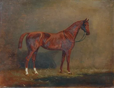 Portrat Eines Reitpferdes