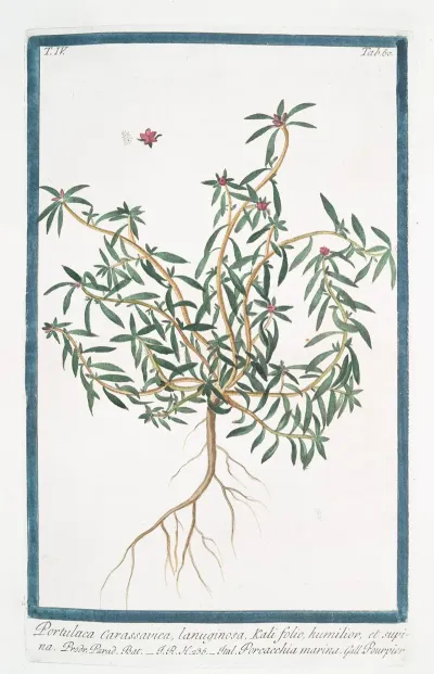 Portulaca Carassavica Lanuginosa Kali Folio Humilior Et Supina Porcacchia Marina Pourpier Purslane