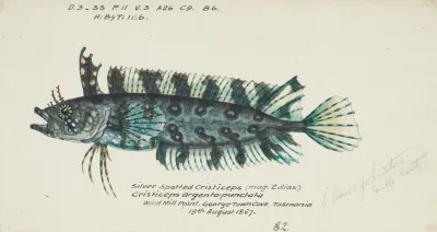 Possibly Cristiceps Sp Tas Weedfish